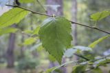 Betula albosinensis. Лист. Москва, ГБС РАН, дендрарий. 29.08.2021.