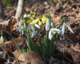 Galanthus cilicicus. Группа цветущих растений в платановой роще. Турция, пров. Анталья, национальный парк \"Олимпос-Бейдаглары\", пос. Чиралы. 02.01.2022.