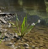 Sagittaria sagittifolia