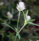 Trifolium arvense