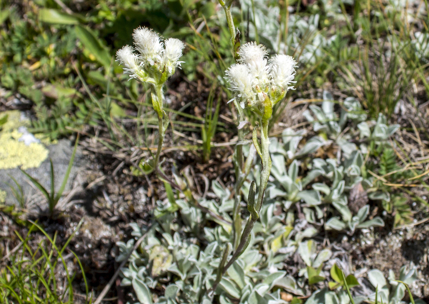 Изображение особи Antennaria caucasica.