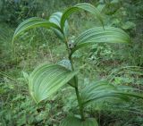 Veratrum lobelianum. Верхушка вегетирующего растения. Пермский край, Кунгурский р-н, окр. с. Поповка, сырой луг. 23.07.2023.