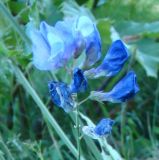 Lathyrus ciliatidentatus