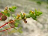 Euphorbia petrophila. Часть соцветия. Украина, Донецкая обл., Славянский р-н, окр. с. Сидорово, меловой склон вдоль р. Северский Донец. 09.07.2011.