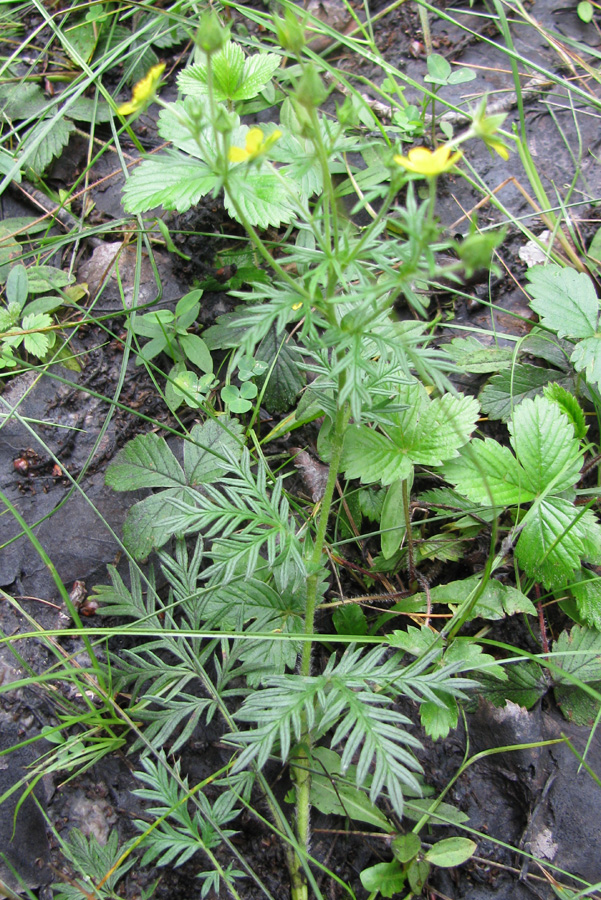 Изображение особи Potentilla tergemina.