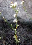 Chondrilla juncea. Верхушки побегов с сопплодиями. Крым, г. Саки, пустырь у оздоровительного комплекса \"Парус\". 30.08.2011.