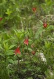 Aquilegia canadensis