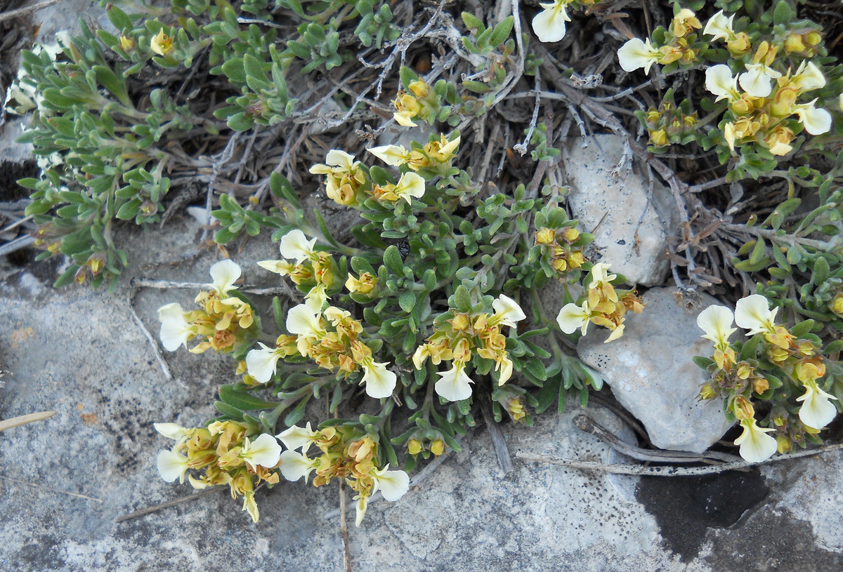 Изображение особи Teucrium jailae.