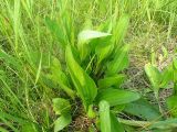 Plantago cornuti