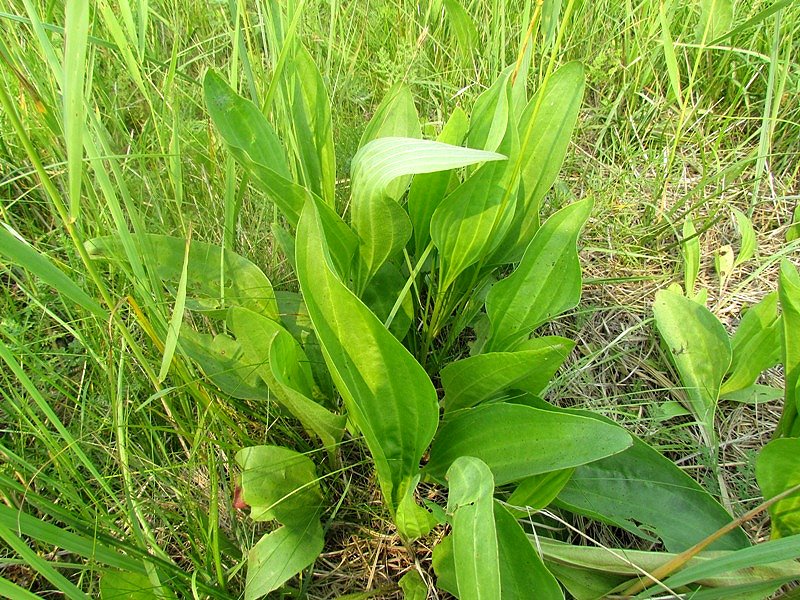 Изображение особи Plantago cornuti.