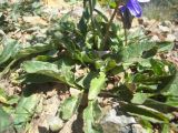 Campanula collina