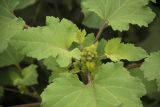 Xanthium orientale