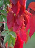 Parthenocissus quinquefolia