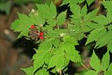 Actaea erythrocarpa