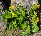 Caltha polypetala. Цветущее растение. Армения, Вайоц Дзор, окр. монастыря Спитакавор. 02.05.2013.