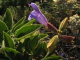 Salvia ringens