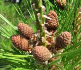 Pinus pityusa. Часть ветви с молодыми шишками. Абхазия, Гагрский р-н, окр. г. Пицунда, побережье Чёрного моря. 10.06.2012.