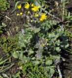 Senecio vernalis