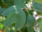 Ribes aureum