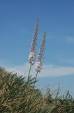 Eremurus tianschanicus