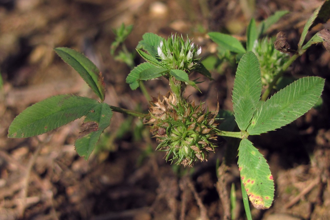 Изображение особи Trifolium retusum.