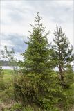 Picea obovata. Растение с шишками, поражёнными ржавчинным грибом, рядом слева растёт Juniperus sibirica, справа - Pinus friesiana. Кольский п-ов, Кандалакшский берег Белого моря, приморский луг на песчаном пляже. 25.06.2015.