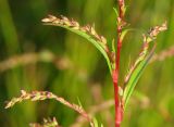 Persicaria hydropiper