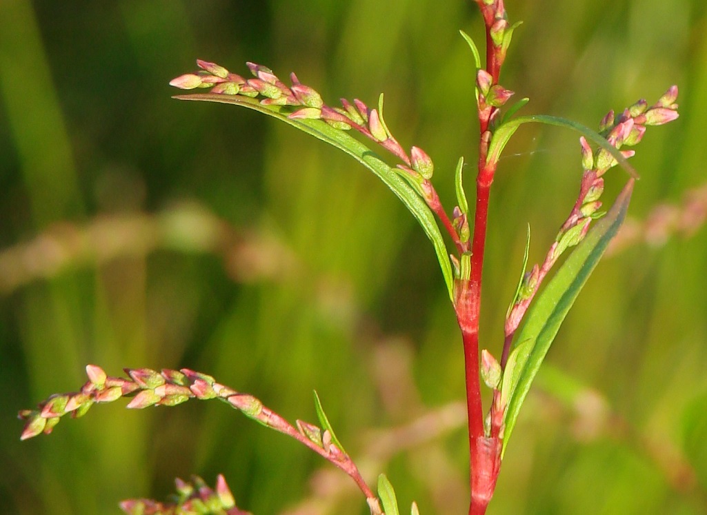 Изображение особи Persicaria hydropiper.