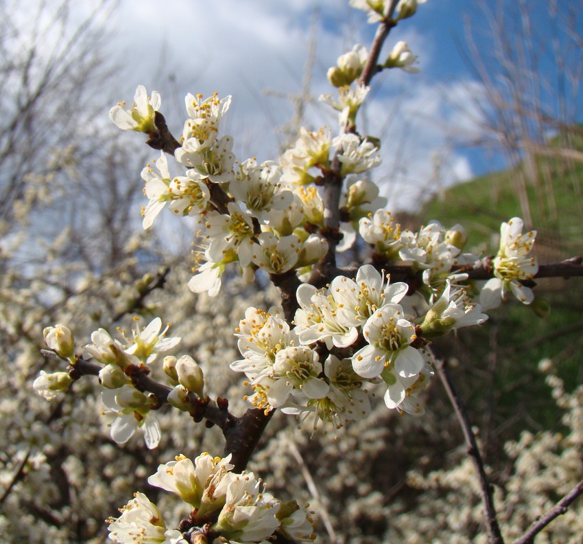 Image of Prunus stepposa specimen.