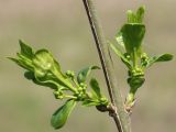 Euonymus europaeus. Часть веточки с молодыми побегами и развивающимися соцветиями. Ростовская обл., Неклиновский р-н, Синявское с/п, дол. р. Донской Чулек, в пойменном лесу. 08.04.2016.