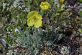 genus Papaver. Цветущее растение. Юго-Восточный Алтай, Курайский хребет, долина реки Курайки. Конец июля 2008 г.