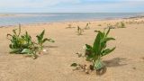 Lepidium latifolium. Вегетирующие растения на песчано-ракушечном пляже. Краснодарский край, Темрюкский р-н, Куликовское гирло, у места впадения в Азовское море. 23.04.2016.