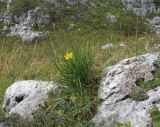 Tragopogon graminifolius. Цветущее растение (повторное цветение). Адыгея, Майкопский р-н, хр. Каменное Море, юго-восточный склон горы Нагой-Кош, в расщелине скалы, ≈ 1800 м н.у.м. 10.09.2016.