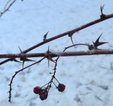 Berberis koreana