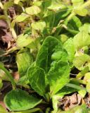 Ajuga pyramidalis