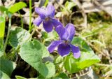 Viola odorata