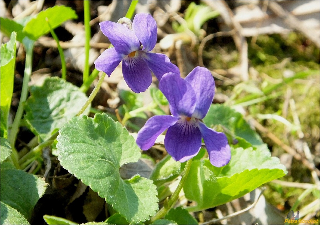 Image of Viola odorata specimen.