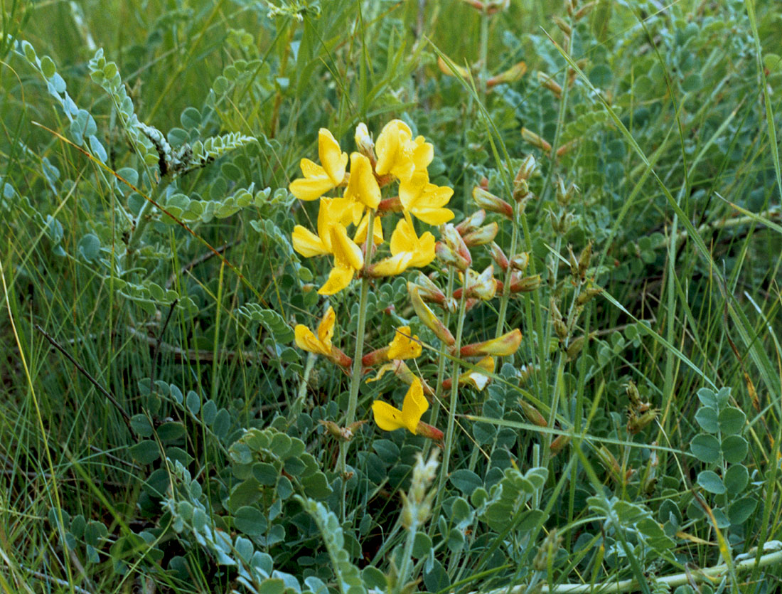 Изображение особи Calophaca wolgarica.