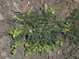 Astragalus suprapilosus. Плодоносящее растение. Восточный Крым, г. Судак, сланцевые холмы западнее Уютного. 01.05.2017.