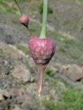 Allium nathaliae. Соцветие в бутонах. Крым, окр. Судака, долина р. Ворон, гора Плакья, каменистая осыпь, образованная обломками конгломератов. 18 мая 2017 г.