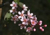 Padus avium. Соцветие (сорт ‘Colorata’). Республика Марий-Эл, г. Йошкар-Ола, территория ботанического сада-института Поволжского государственного технологического университета, в культуре. 23.05.2017.