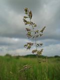 Poa pratensis