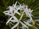 Crinum разновидность pedunculatum