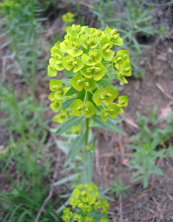 Изображение особи род Euphorbia.