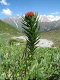 Rhodiola linearifolia. Цветущее растение. Казахстан, Сев. Тянь-Шань, Заилийский Алатау в окр. Алматы, плато Гаиш, 2820 м н.у.м., субальпийский луг на древней морене. 29 мая 2017 г.