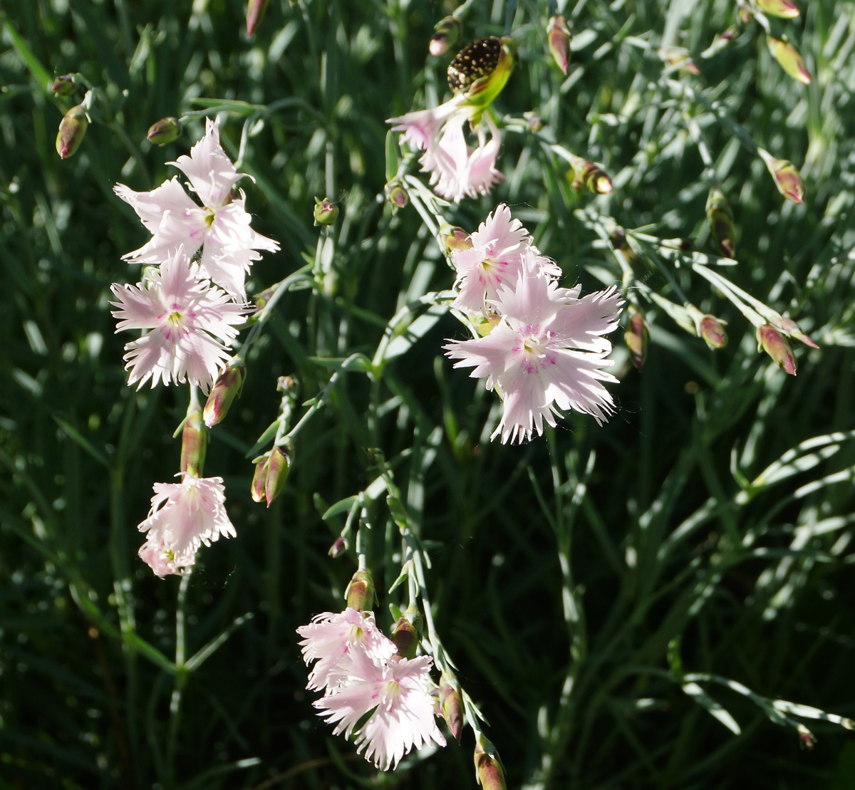 Изображение особи Dianthus plumarius.