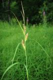 Carex atherodes. Соцветия. Москва, Новомосковский административный округ, Ульяновский лесопарк, пойма Алёшиного ручья, сырой луг. 10.07.2018.