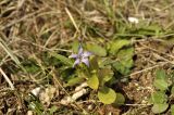 Vinca herbacea. Цветущее растение. Крым, окр. г. Бахчисарай, Менгирная балка, вершина склона. 16.02.2019.