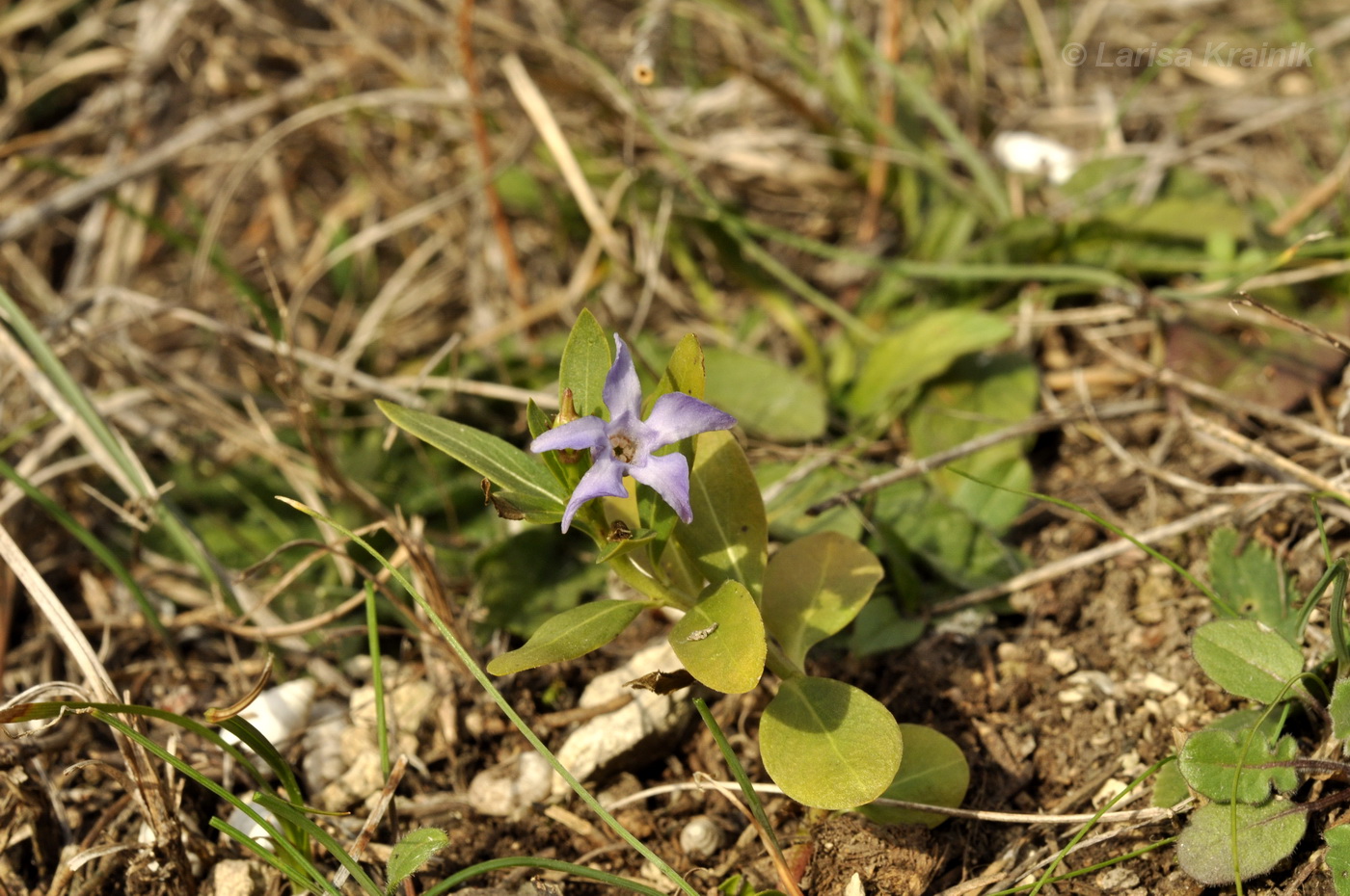 Изображение особи Vinca herbacea.