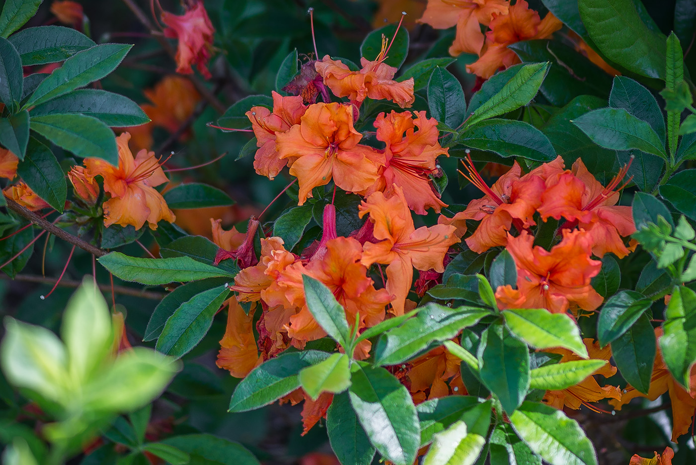 Изображение особи род Rhododendron.